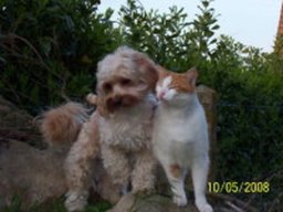 bichon_havanais_20211128_1319291315